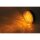 HIGHSIDER LED-Blinker COLORADO Kunststoff,